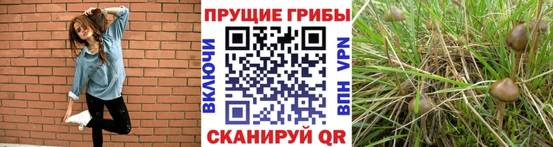 Псилоцибиновые грибы Psilocybe Новошахтинск